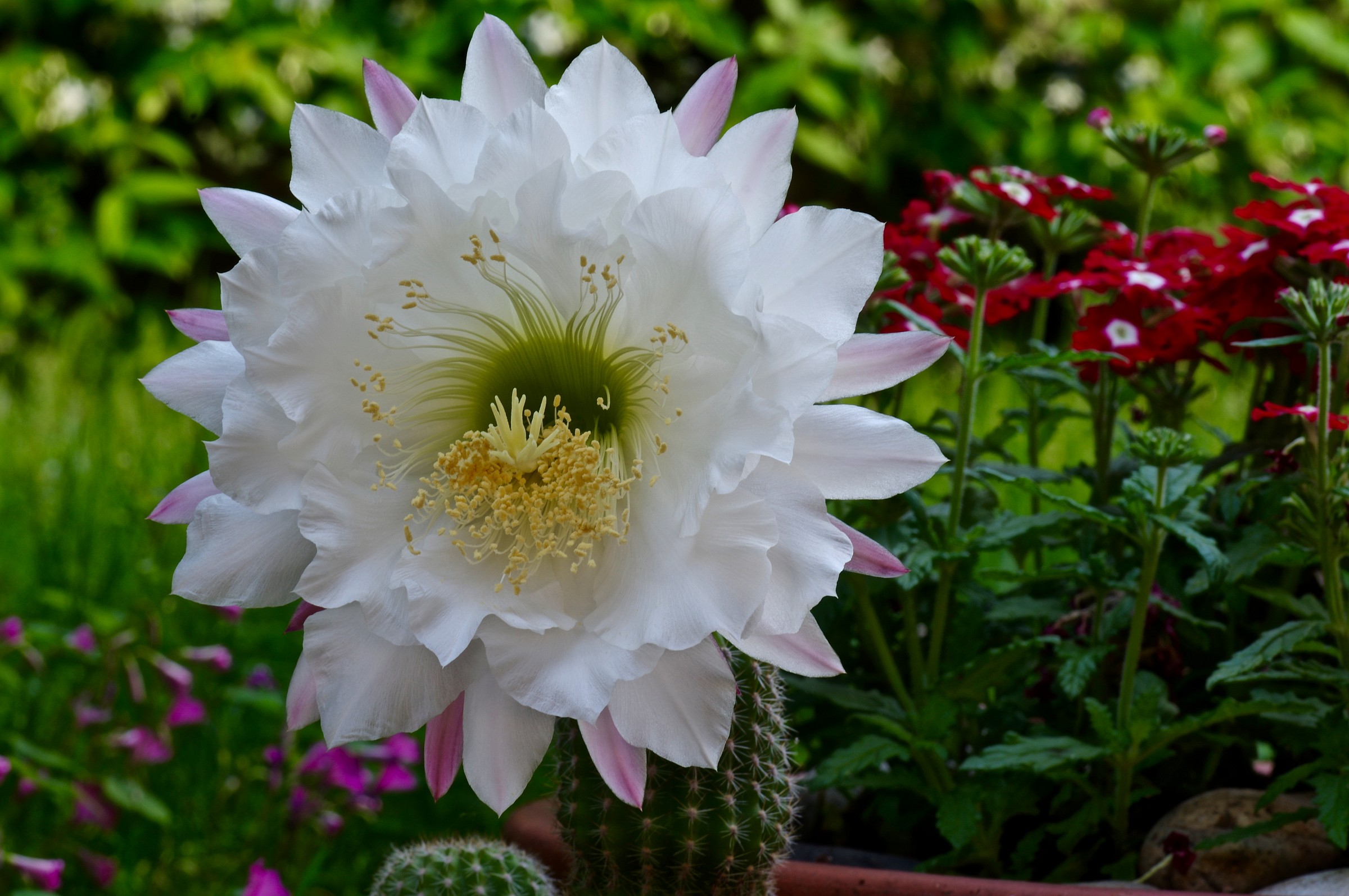 and 'it blossomed a second flower