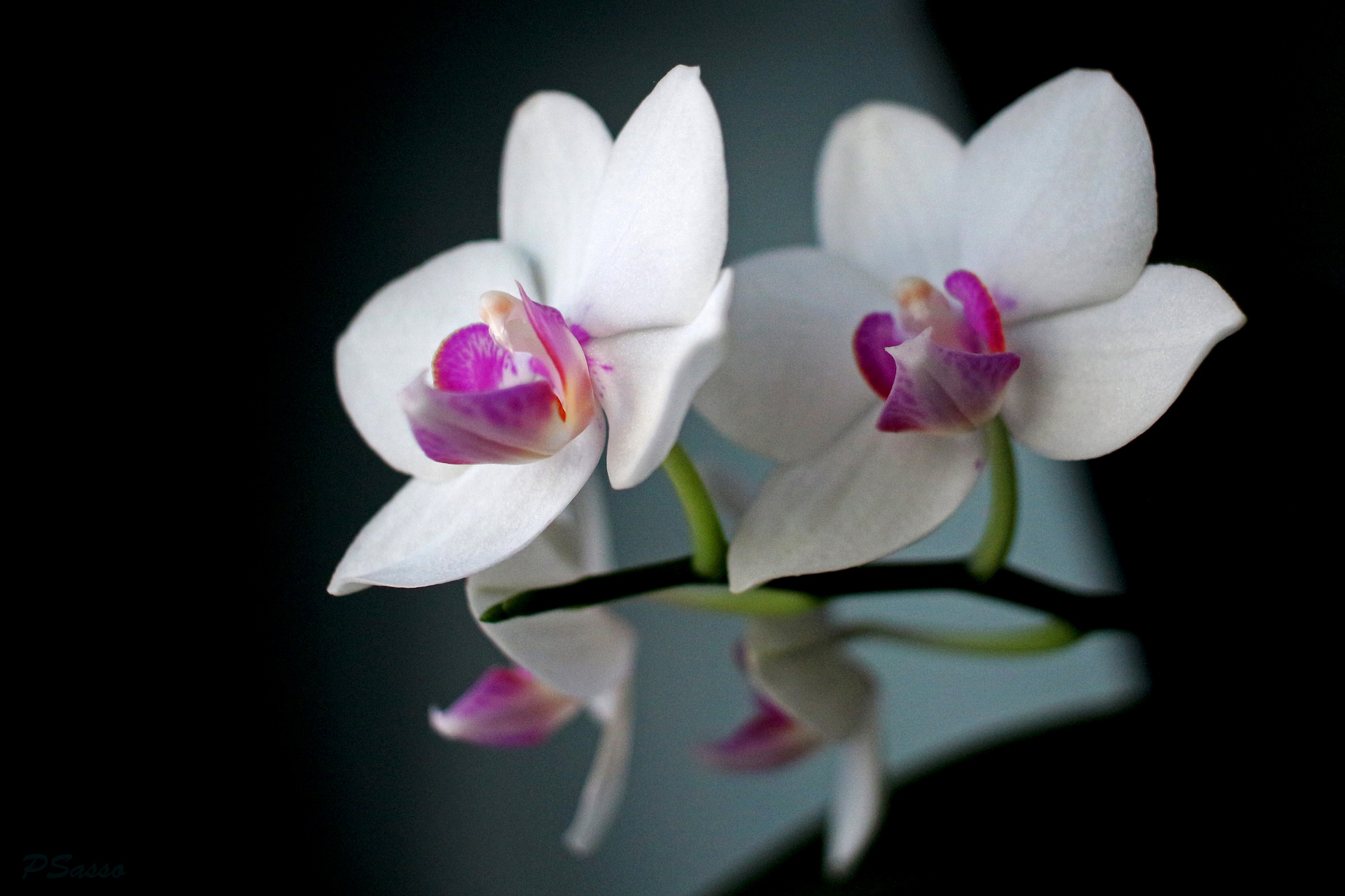 orchids