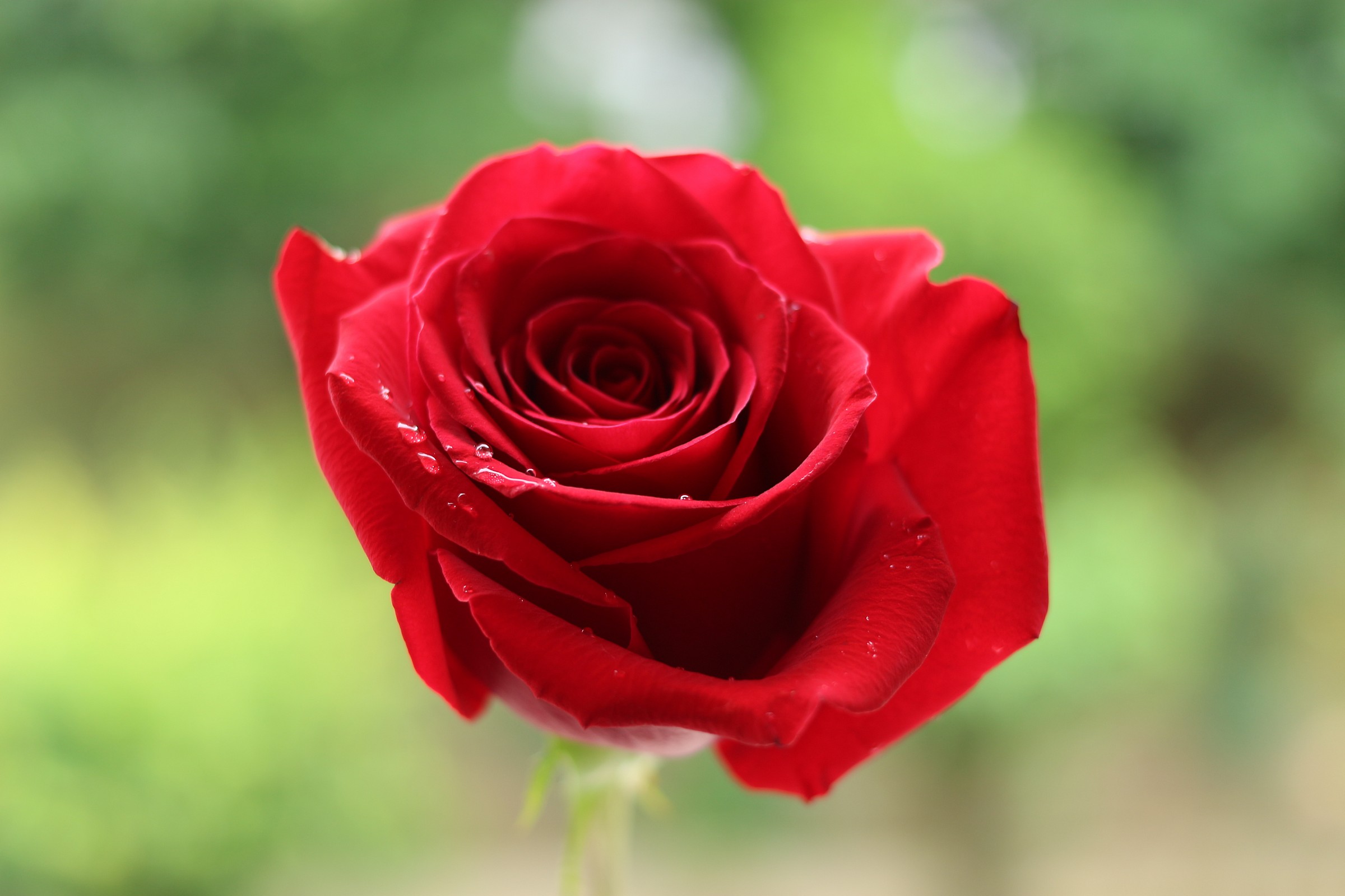 Red Rose