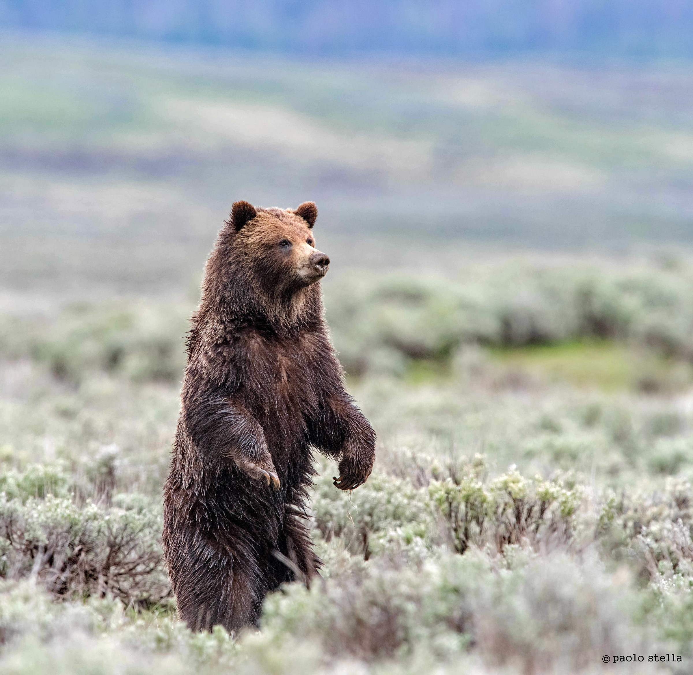 the grizzly controls