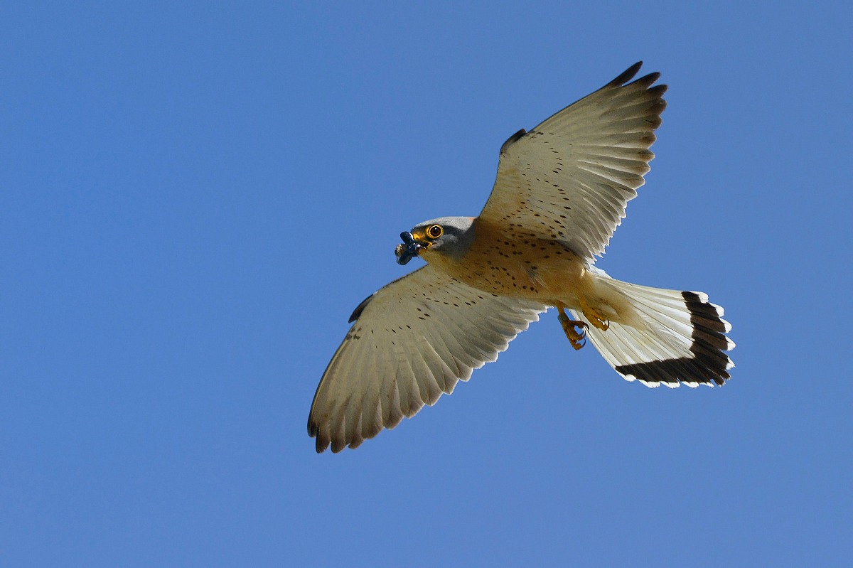 Lesser Kestrel with prey