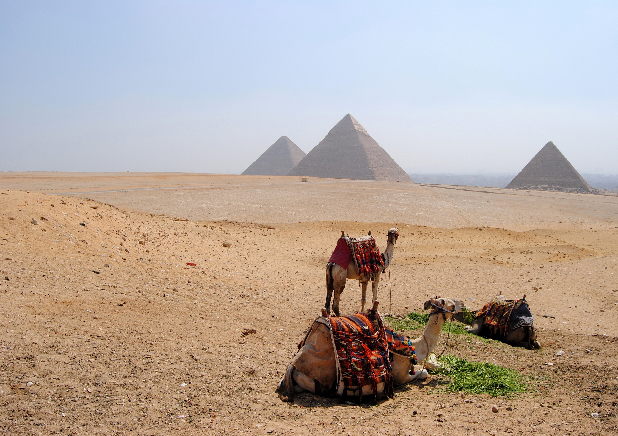 dromedari e piramidi