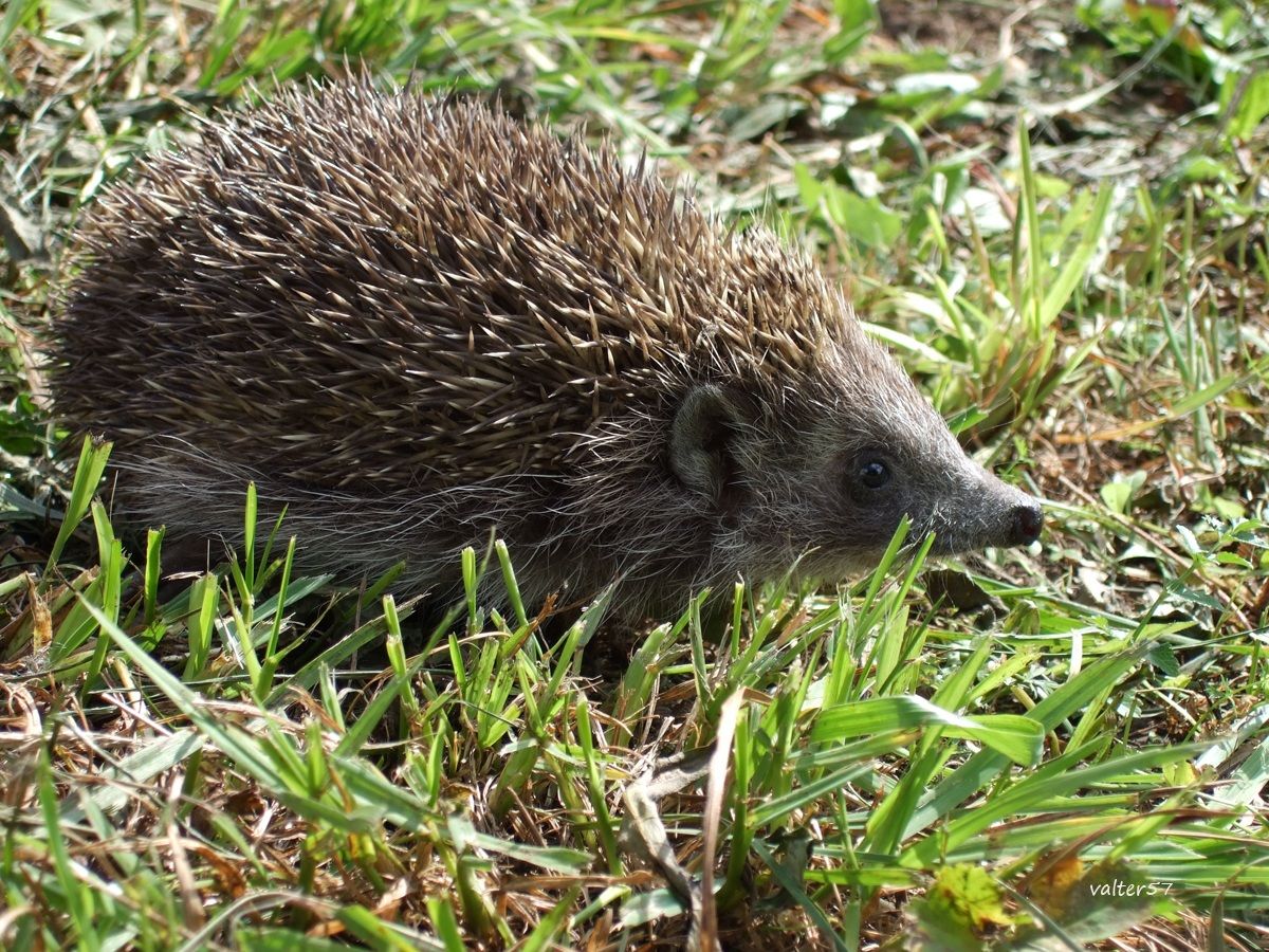 solitario allo stato libero