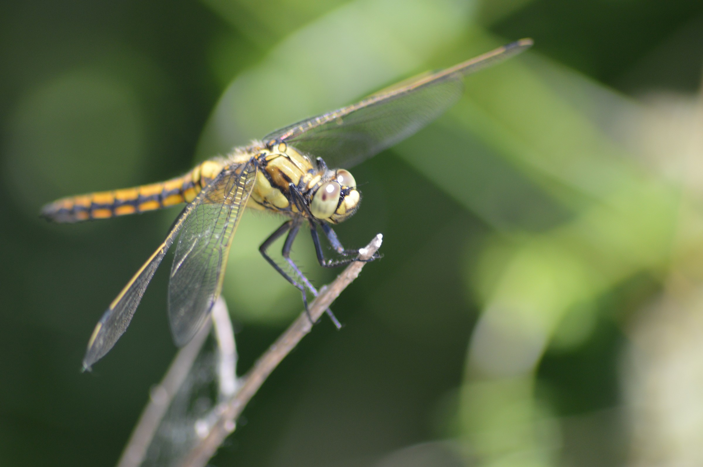 orthetrum cancellatum