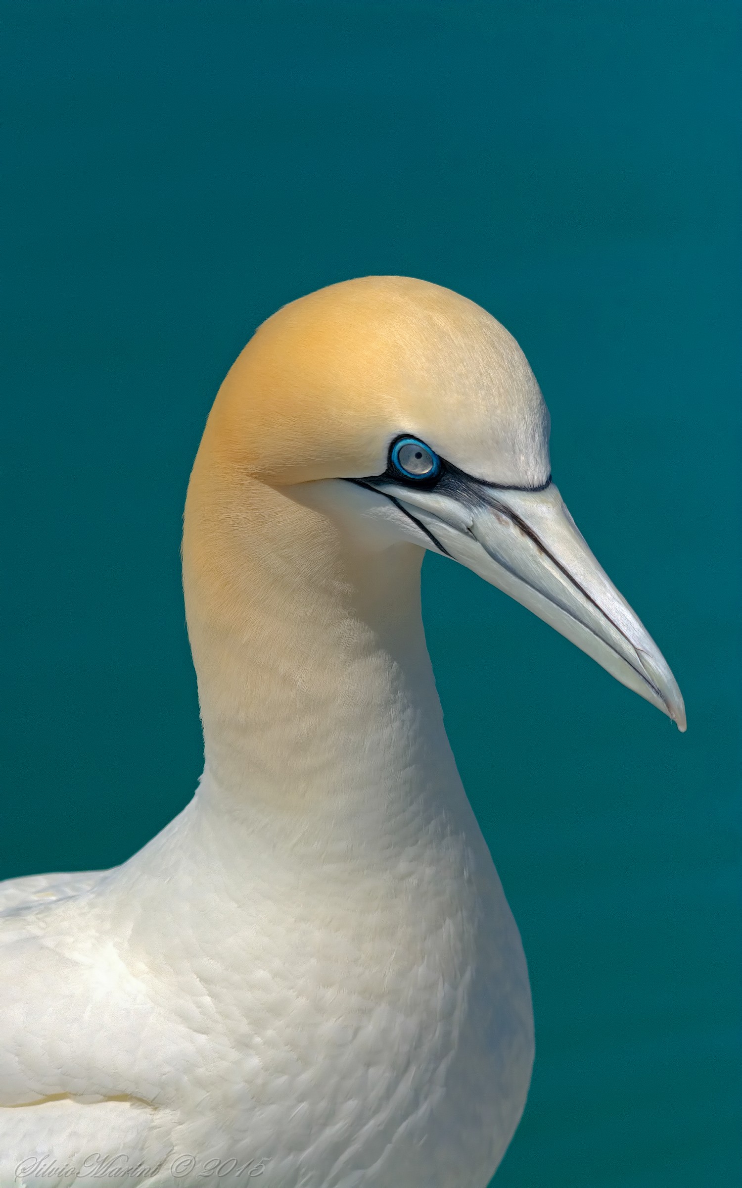 Sula bassana (Morus bassanus) ritratto