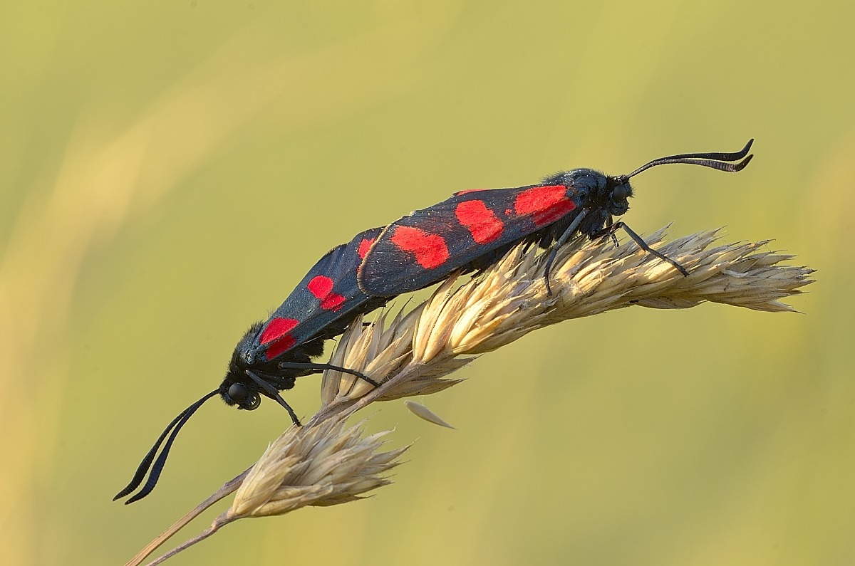 Zygaena Filipendulae