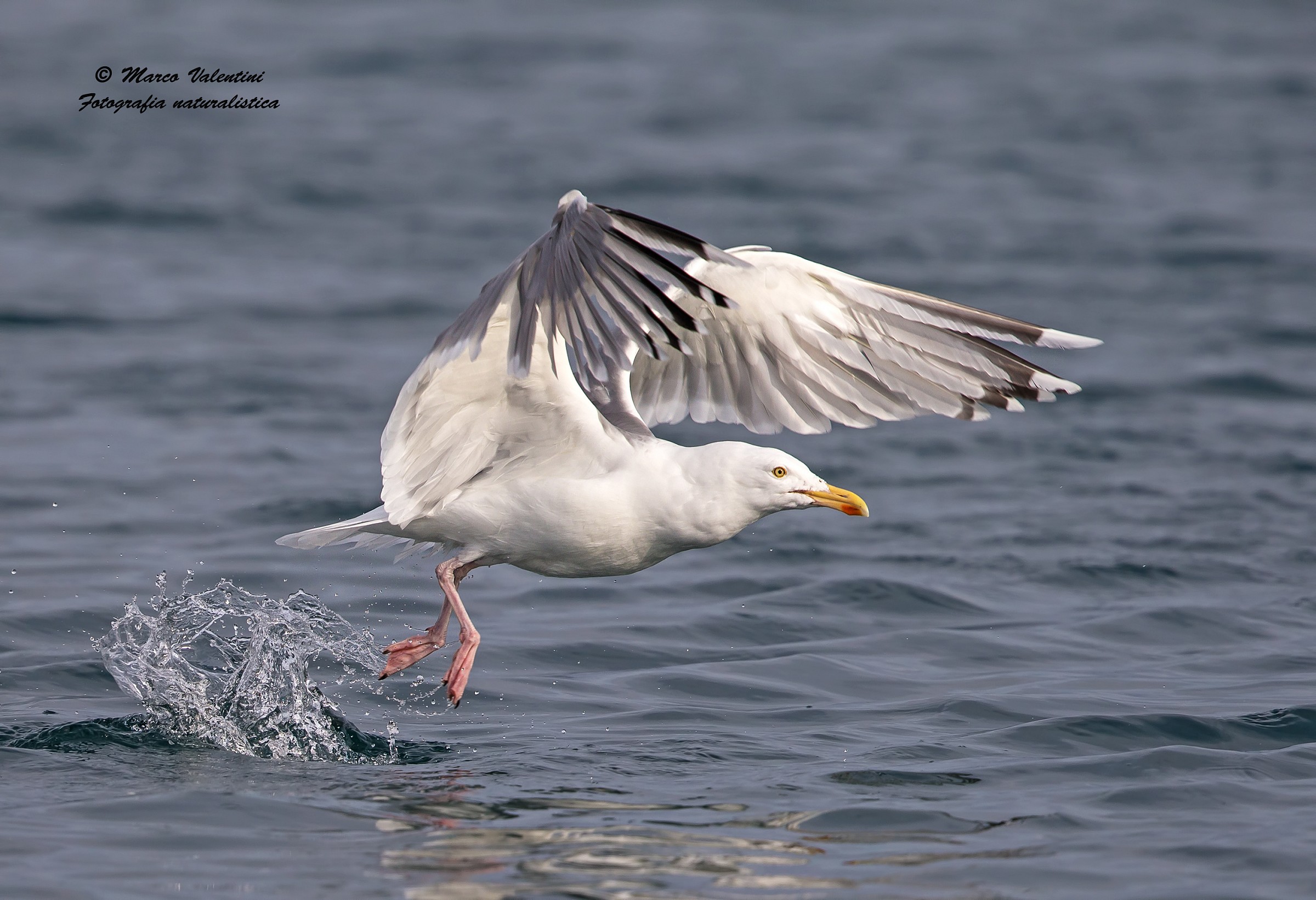 Herring Gull