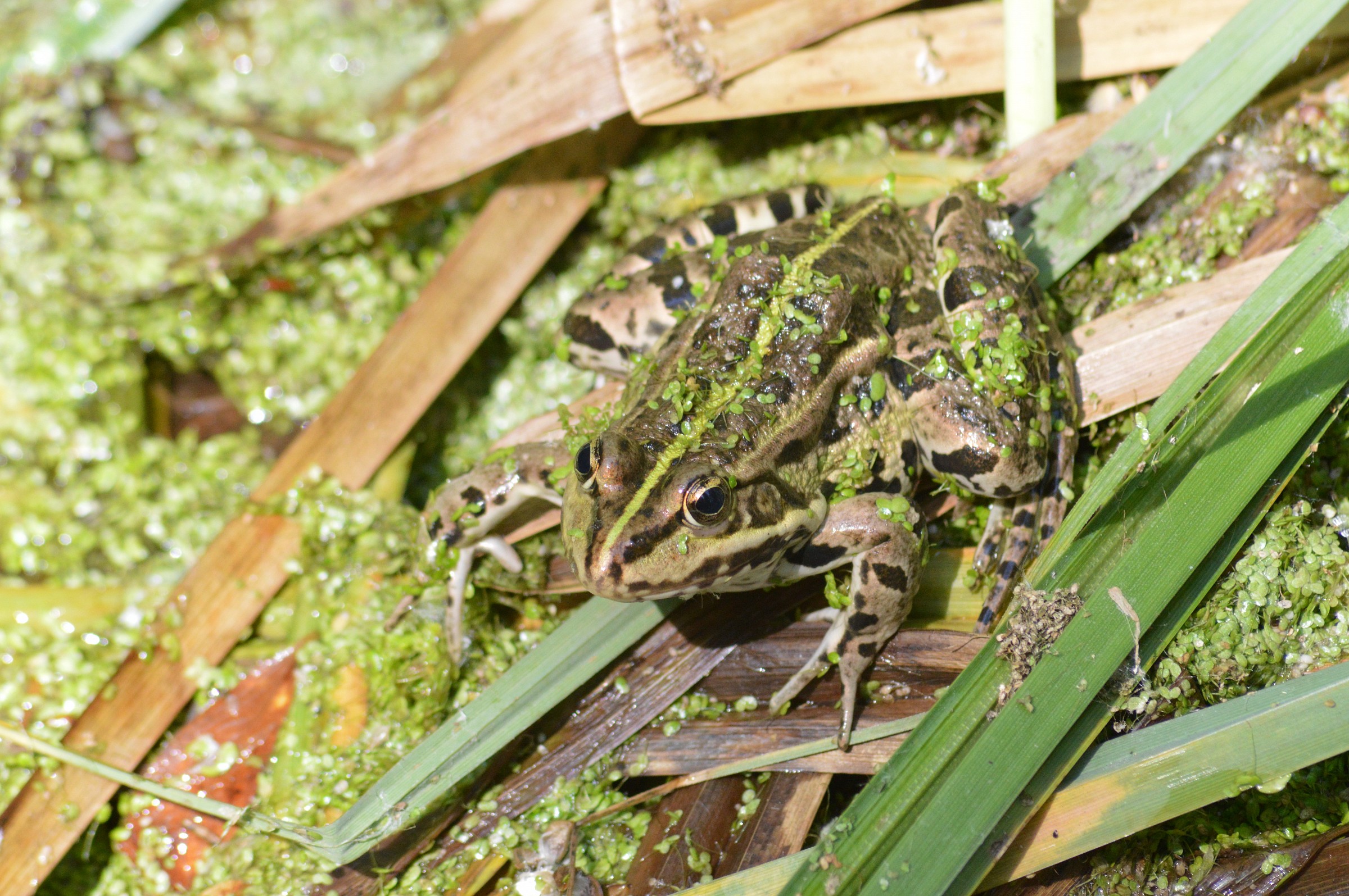 frog verde_pelophylax esculentus