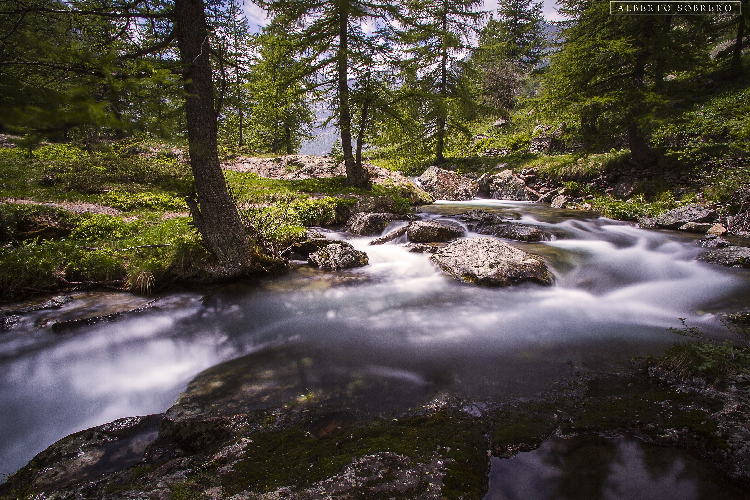 Among pine trees, coming to Valasco