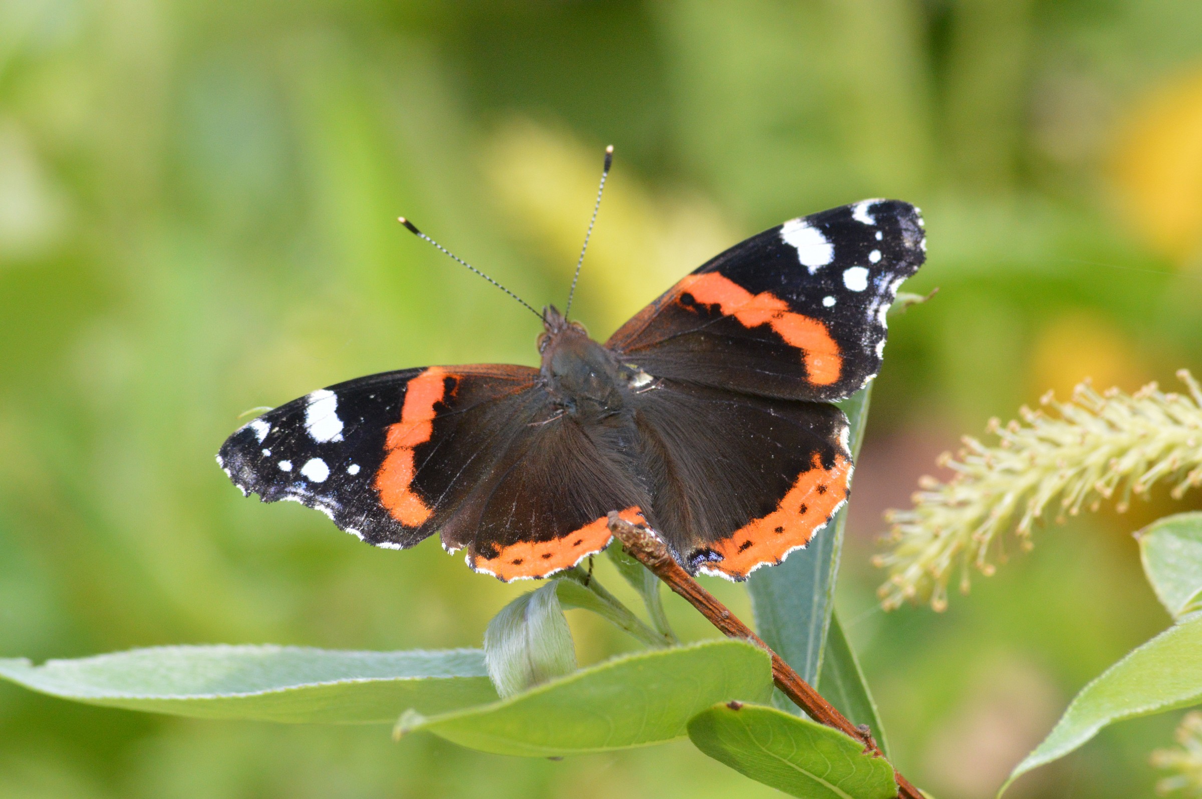 vanessa atalanta