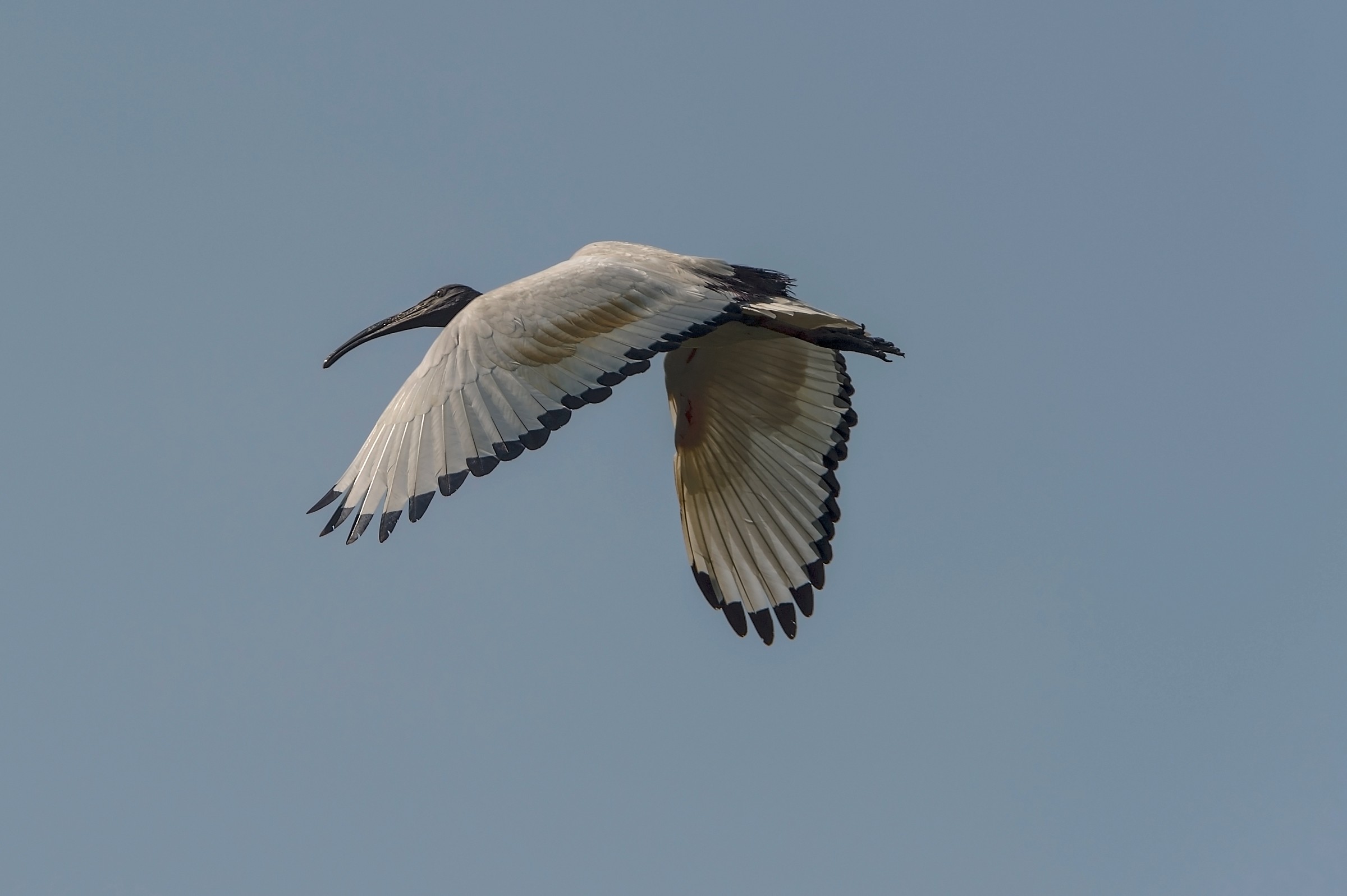 The Sacred in flight