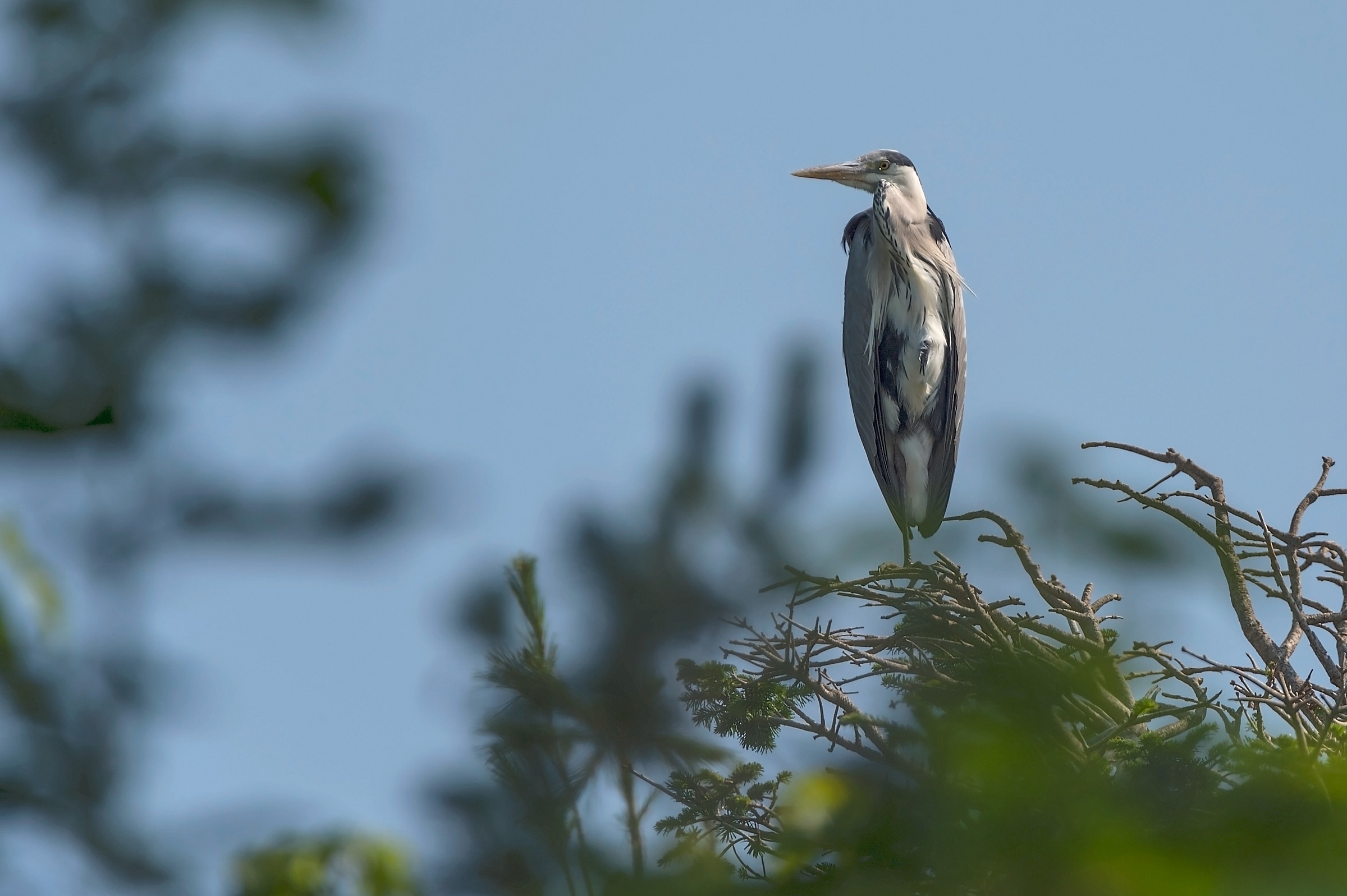 Il finto invalido....