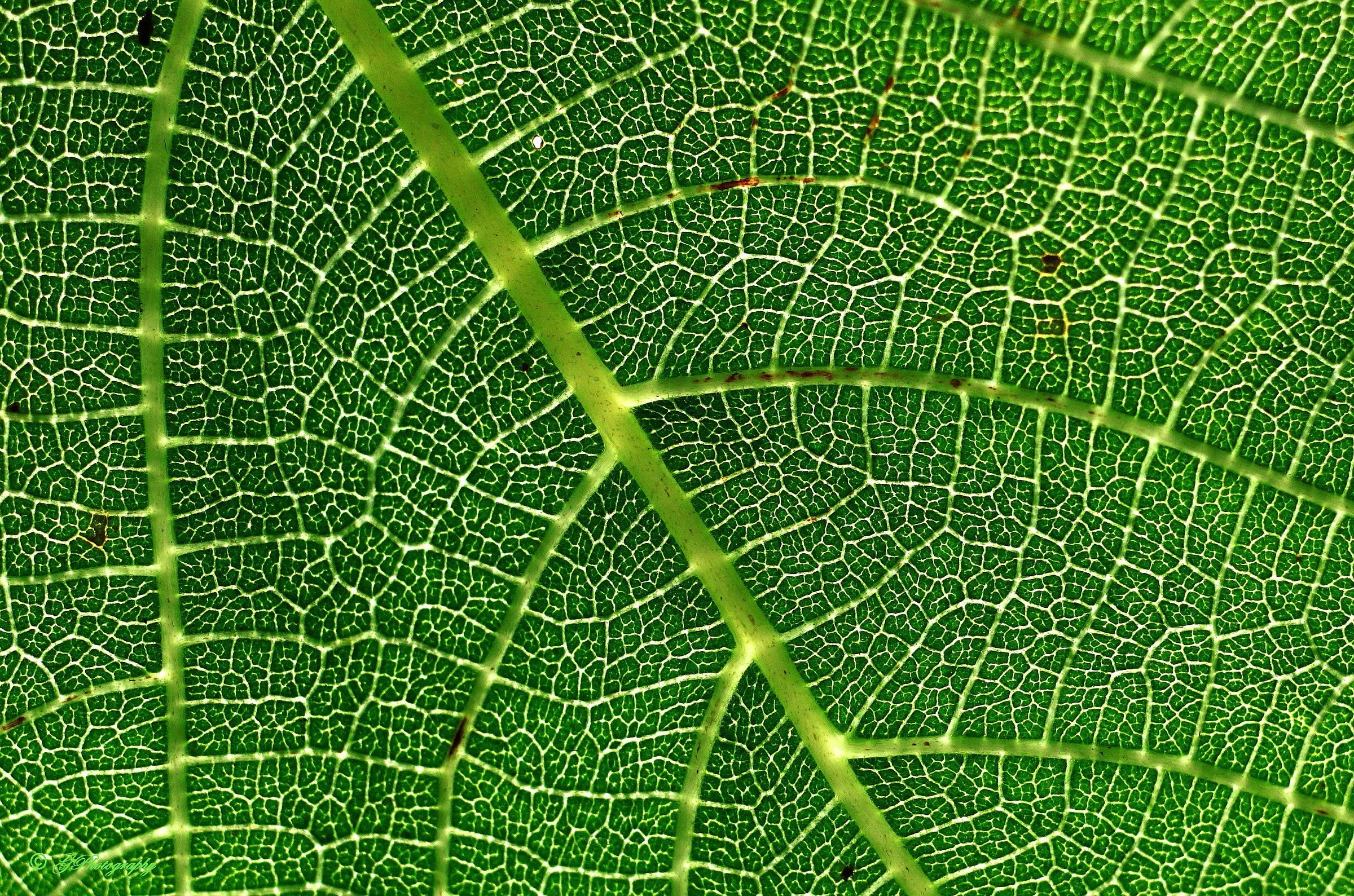 Le Autostrade della Clorofilla