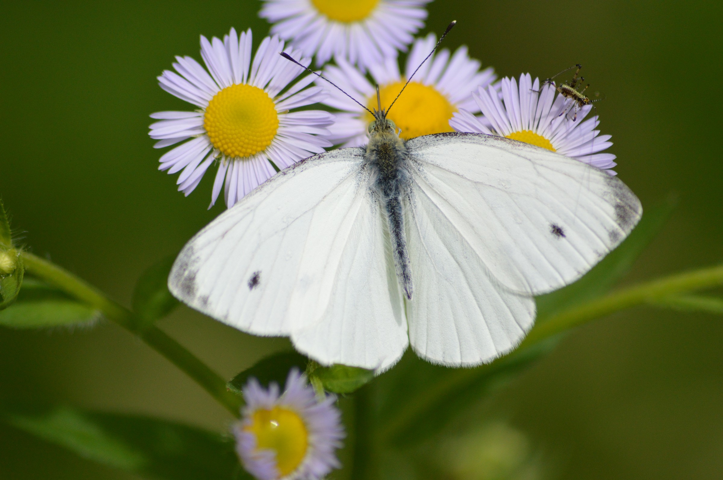 cavolaia maggiore_pieris brassicae