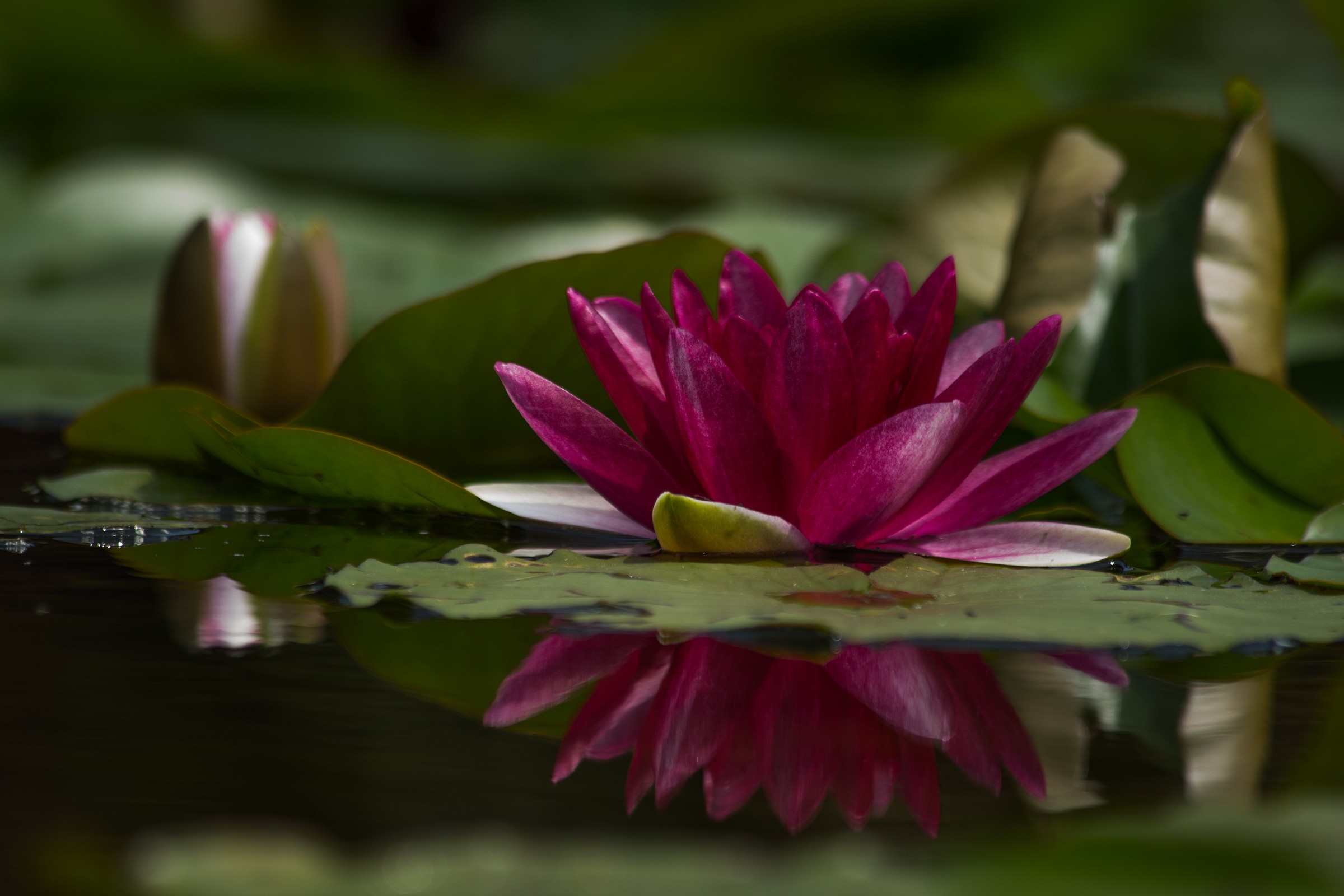 Lotus flower