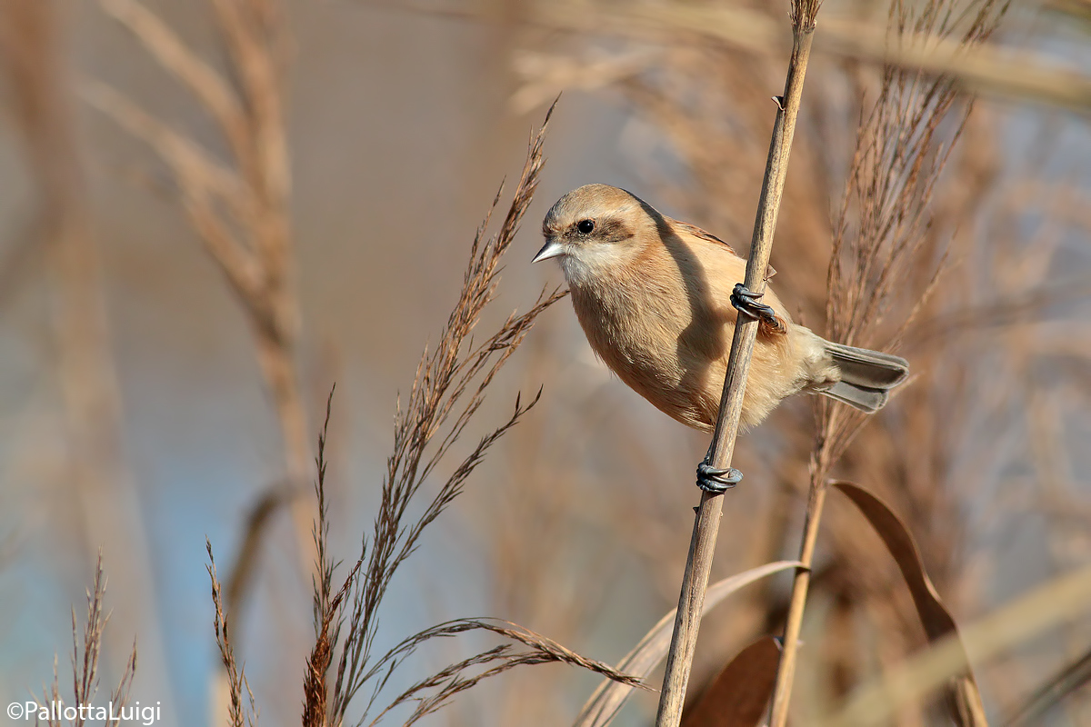 Pendolino (Remiz pendulinus)