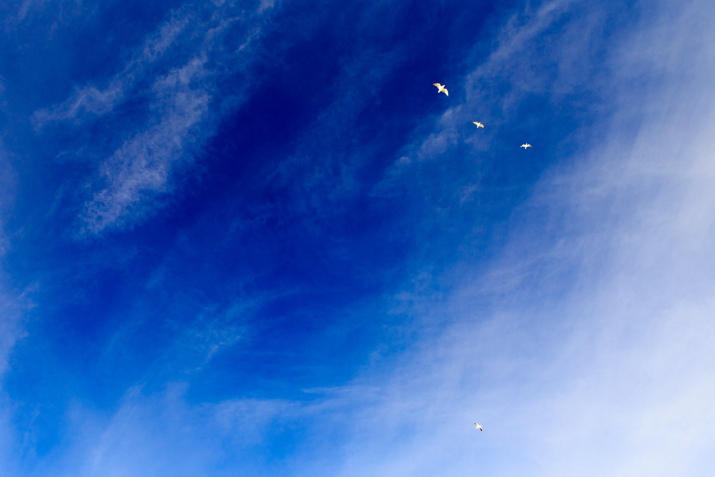 Seagulls over Sommaroy