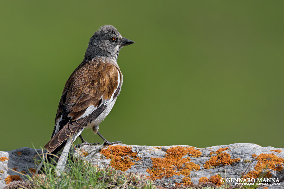 Fringuello alpino (Montifringilla nivalis)