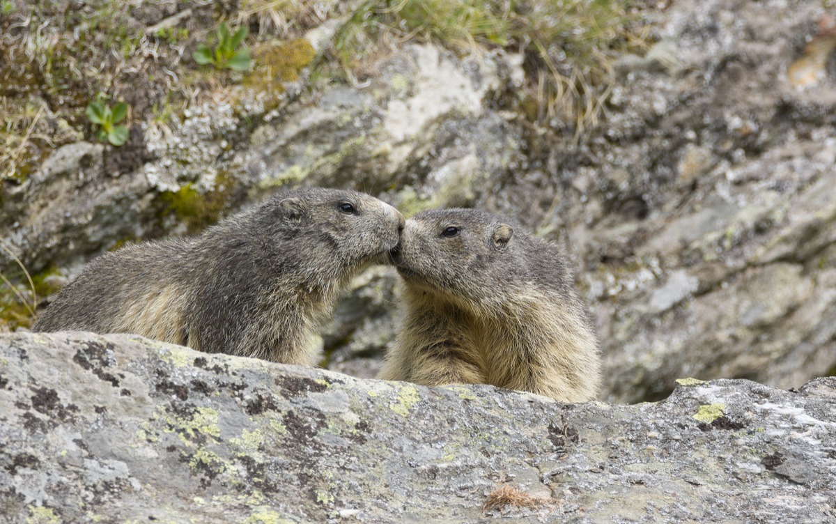 Marmot