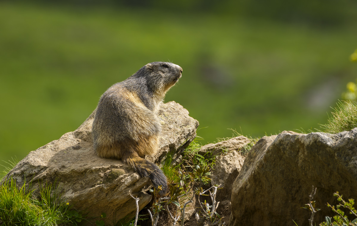 Marmot