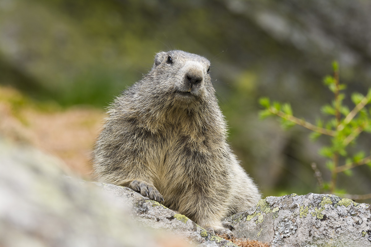 Marmot