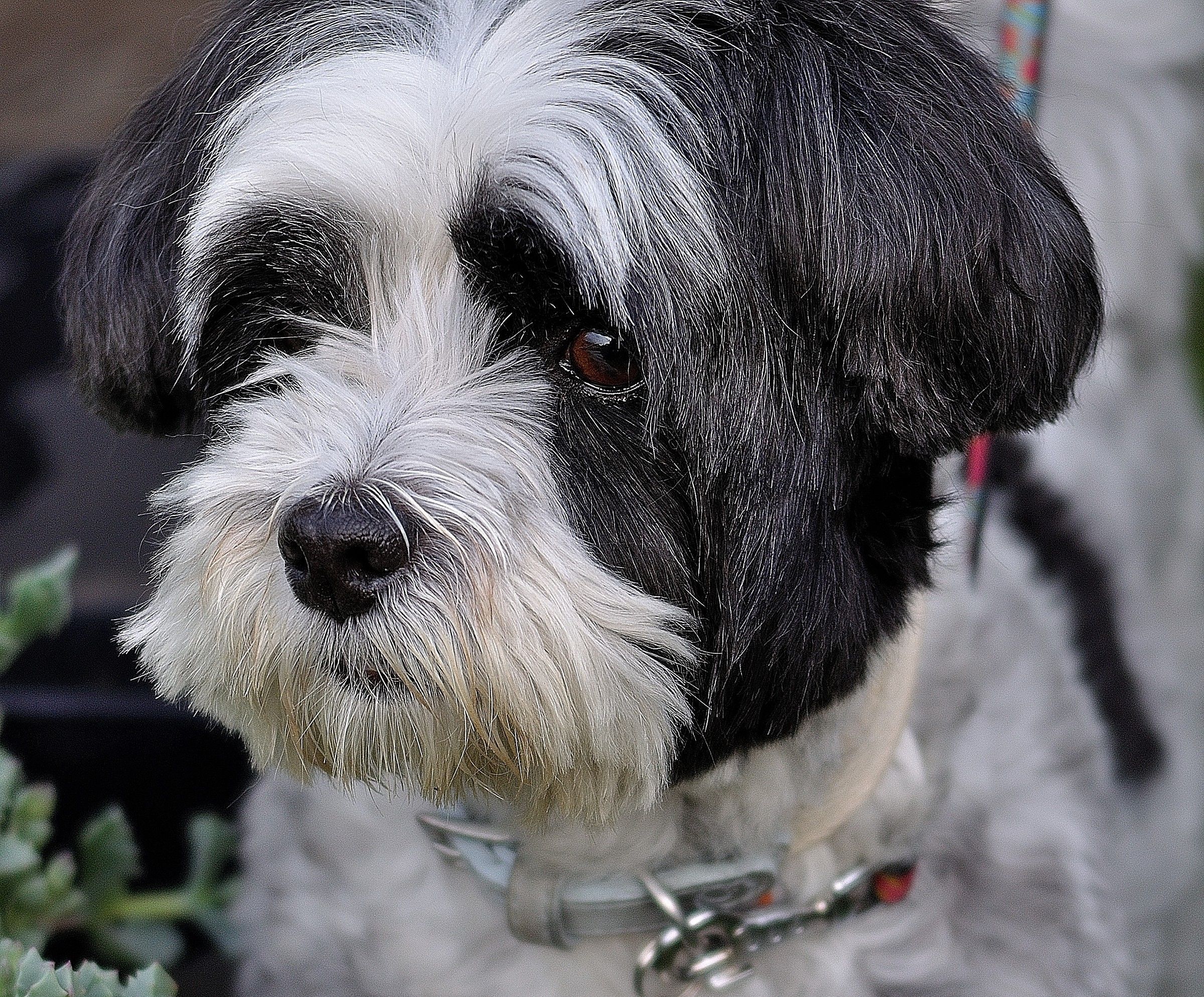 Sono preoccupato , non vedo la padroncina