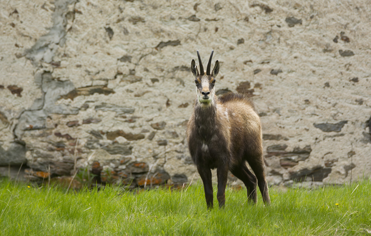 Chamois