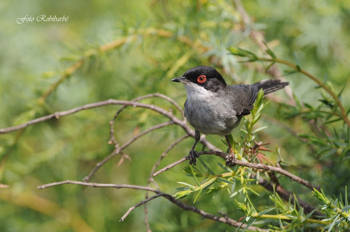 L'occhiocotto sul ginepro....