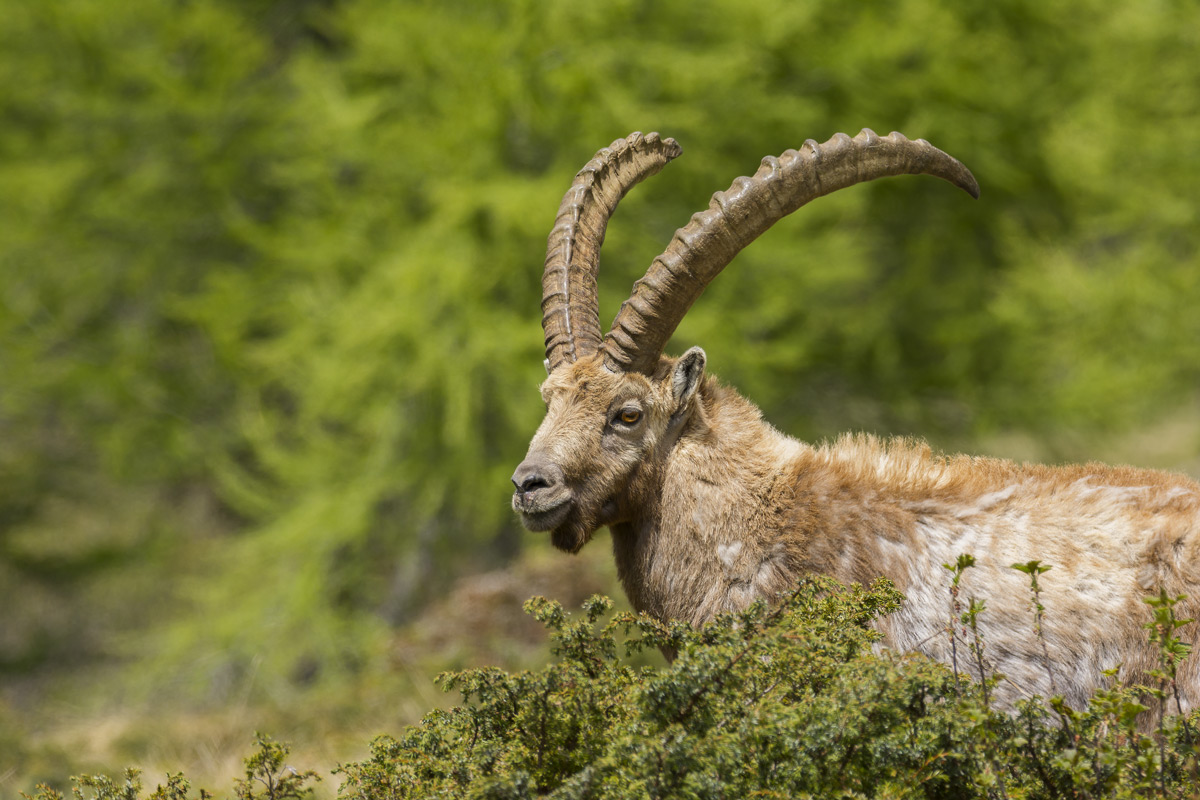 Ibex