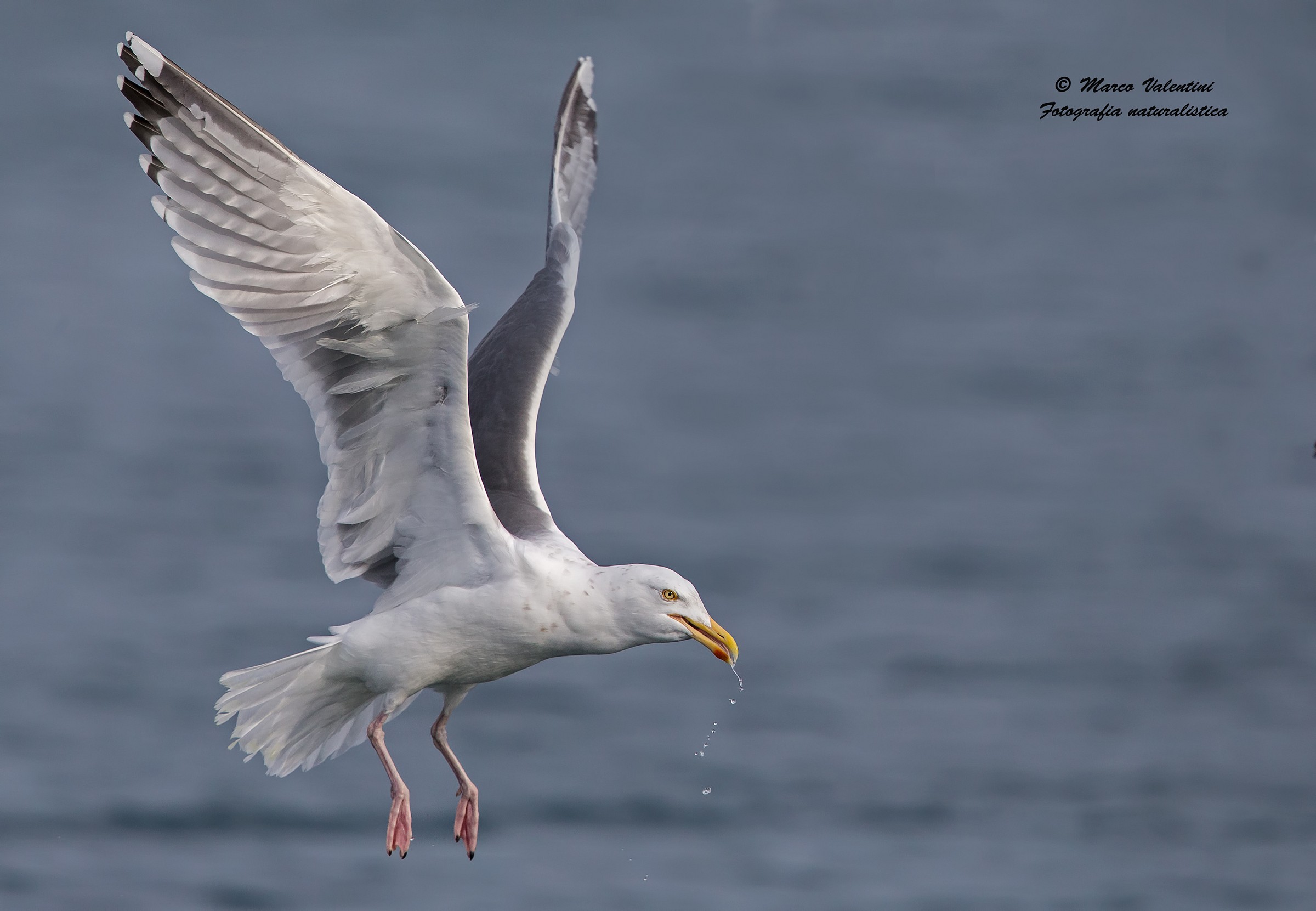 Herring Gull