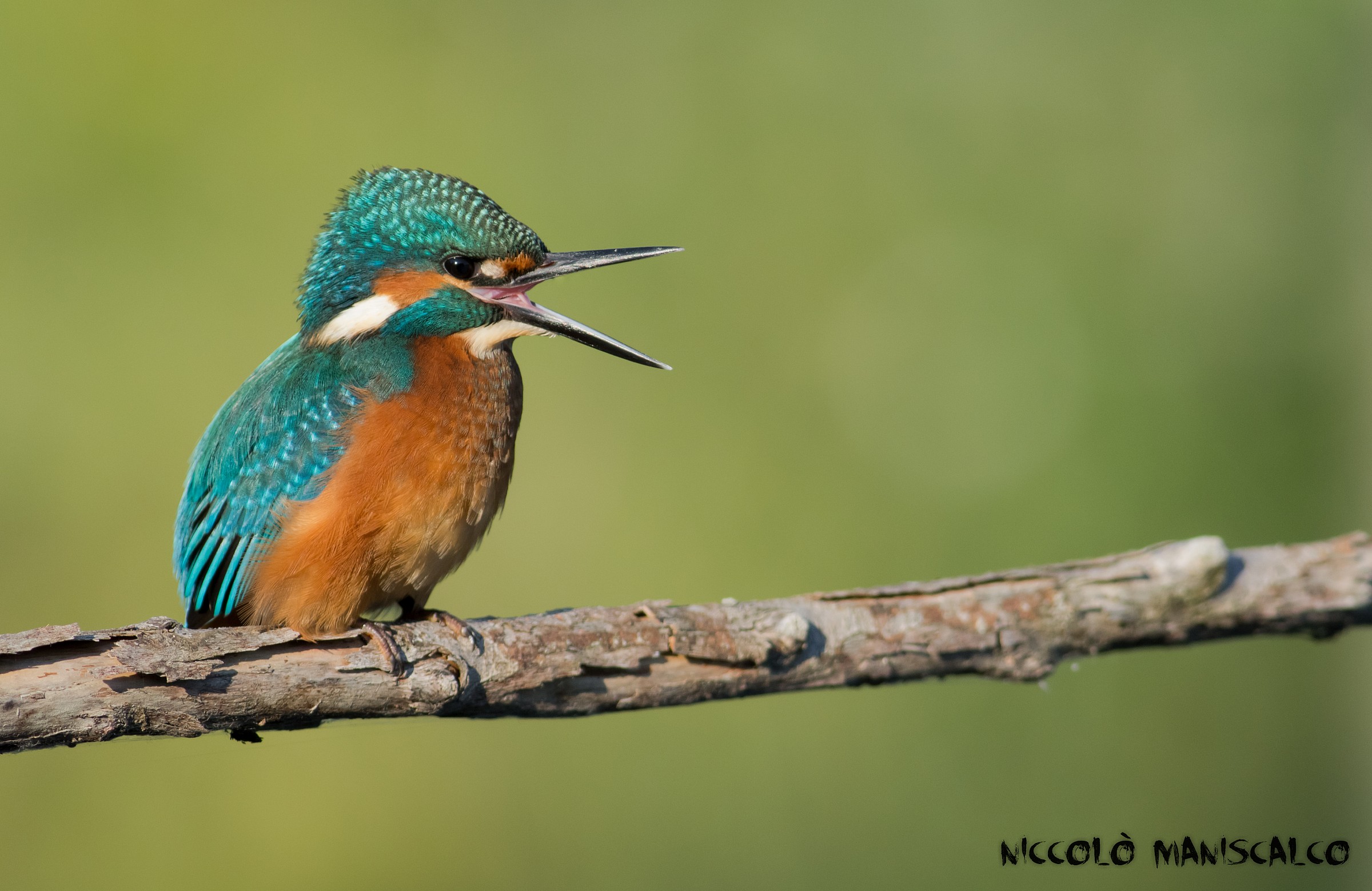 La Mia Prima Alba con il Martin Pescatore