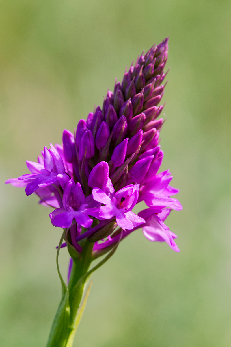 Anacamptus piramidalis