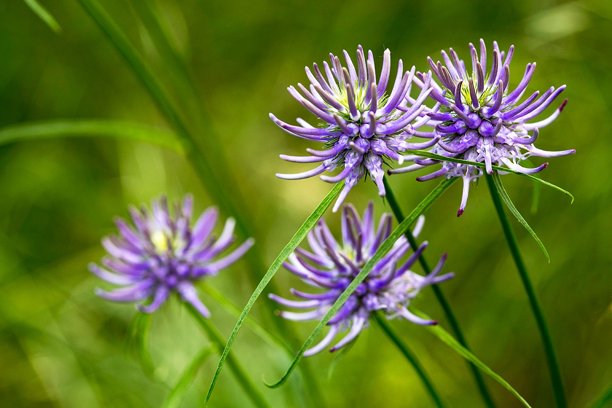 Phyteuma hemisphaericum.