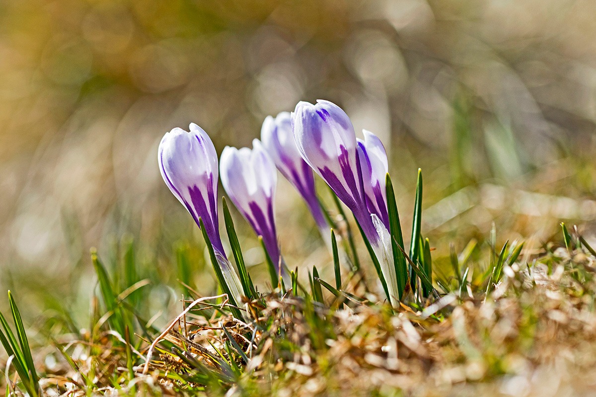 Crocus 3