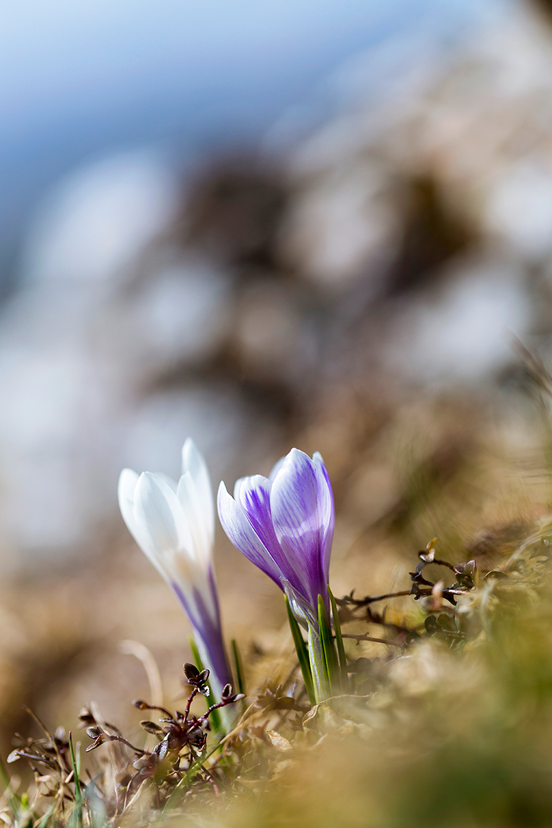 Crocus 5