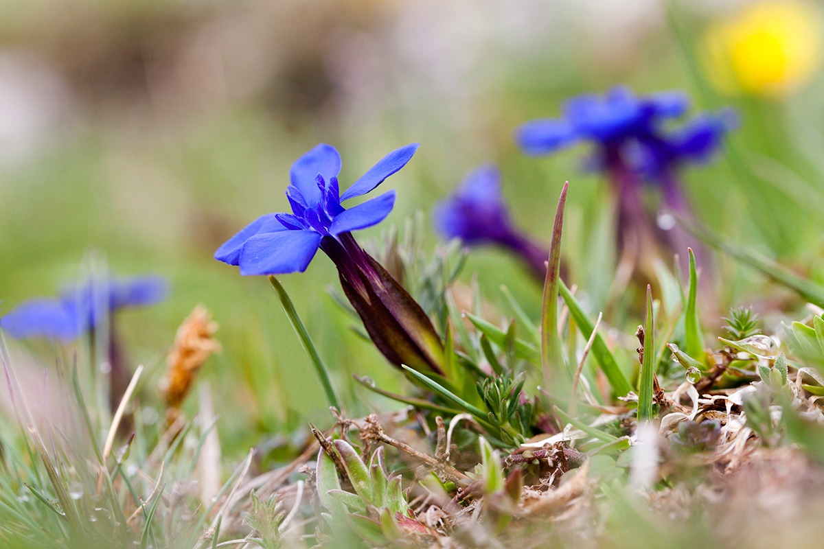 Genziana primaticcia 2