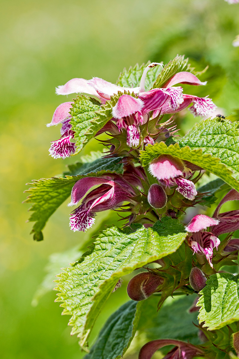 Lamium purpureum ( falsa ortica )