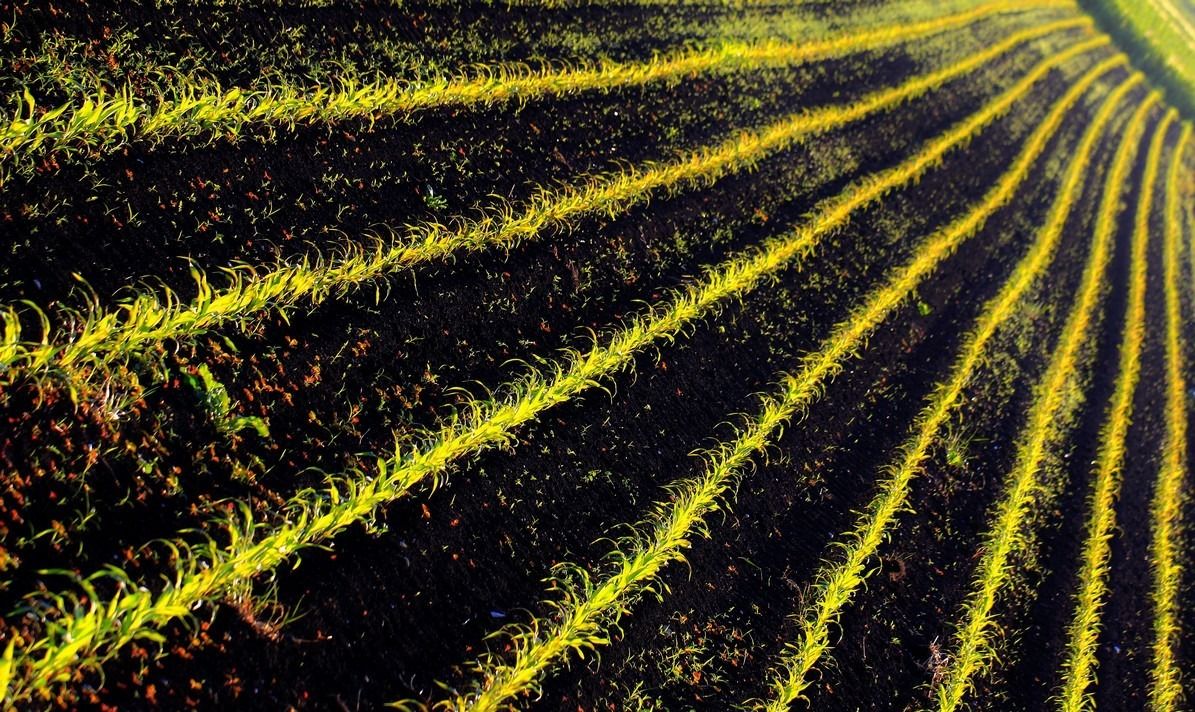 Convergenze Parallele