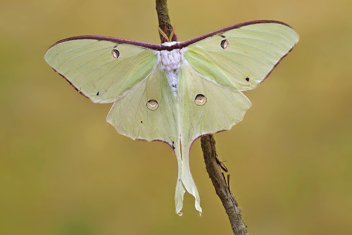 Actias Luna femmina