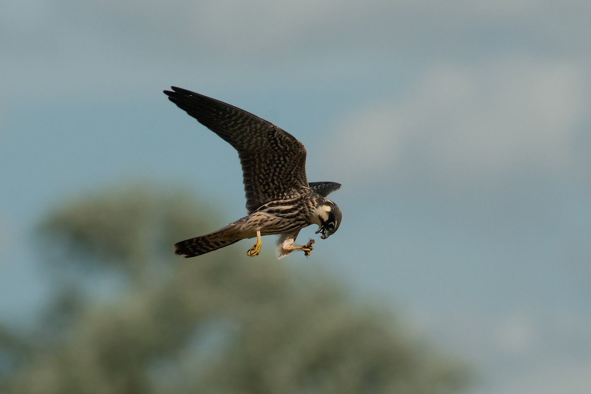 Hobby Juv