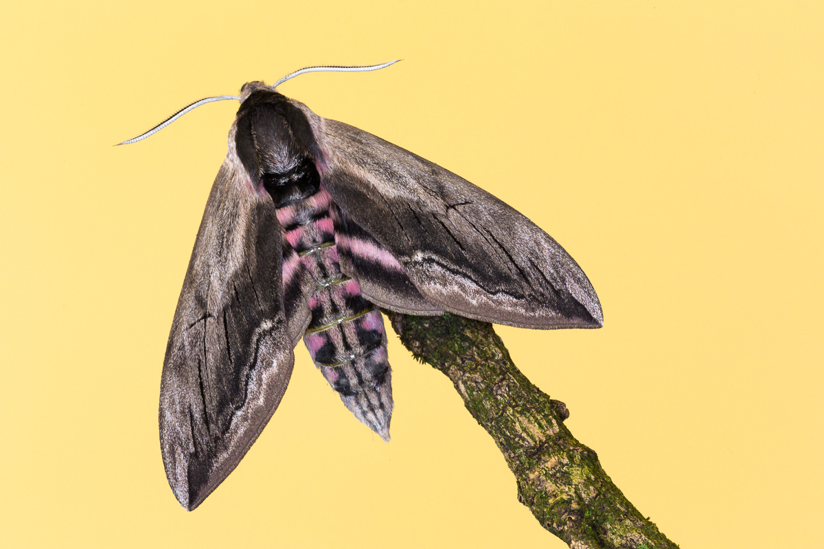 Sphinx of privet - imago