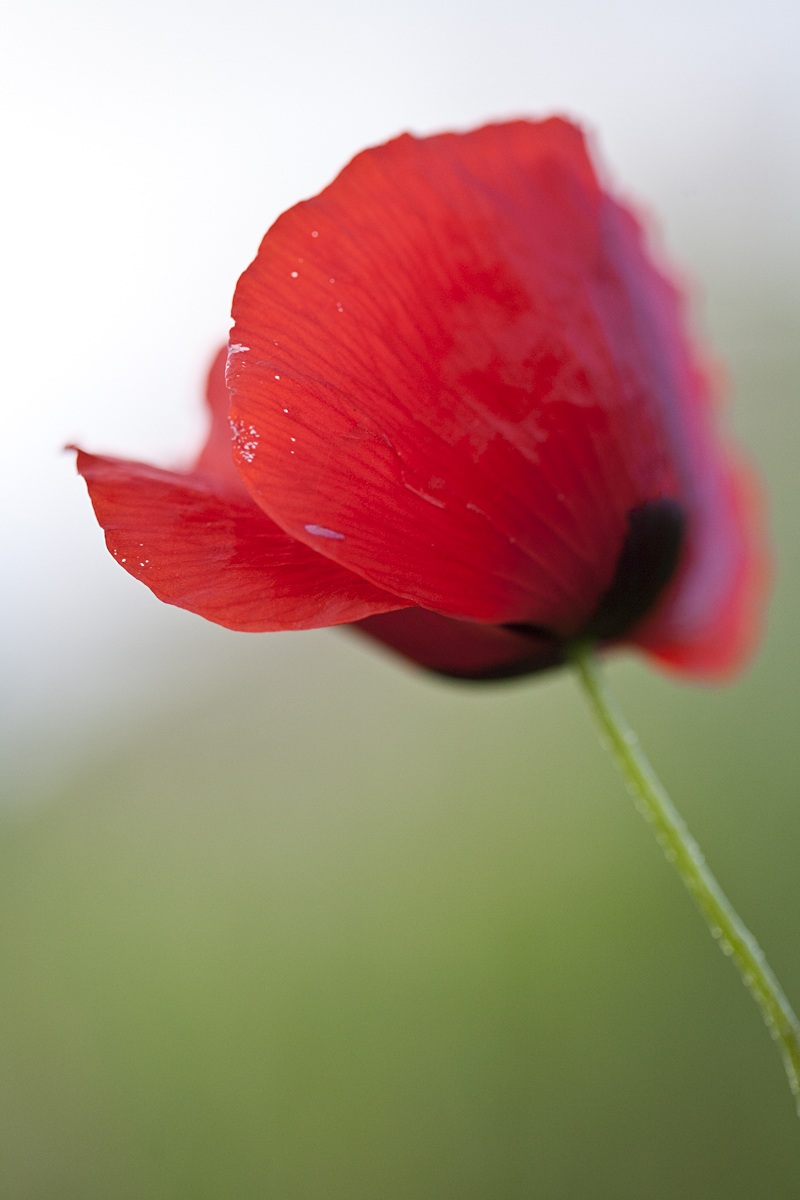 Poppy