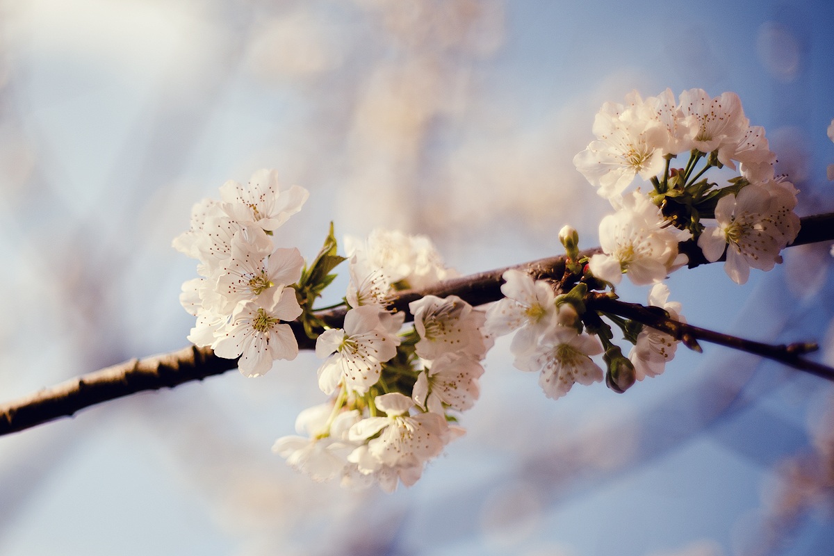 Cherry blooming fruit