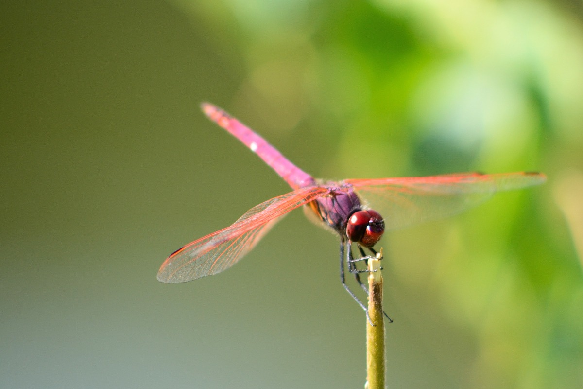 Libellula - Roma 20150602