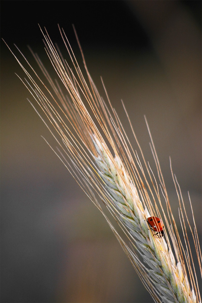 Coccinella - Parco del lago di Fogliano (lt) 20150603