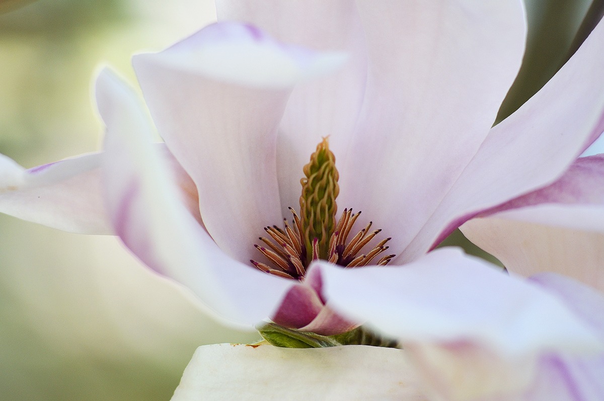 Flower - Versaille 20150414