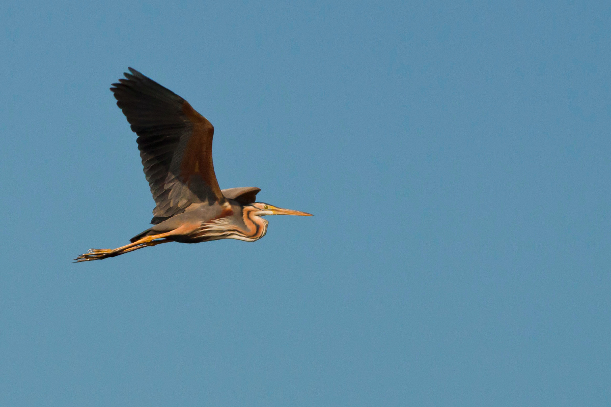 Purple Heron