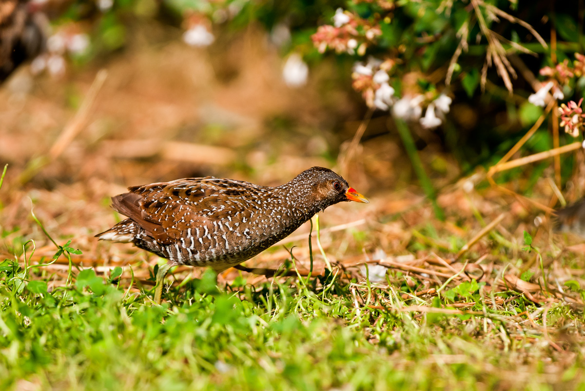 combattente variante bianca