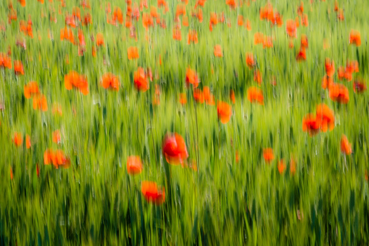 Mille papaveri "mossi"