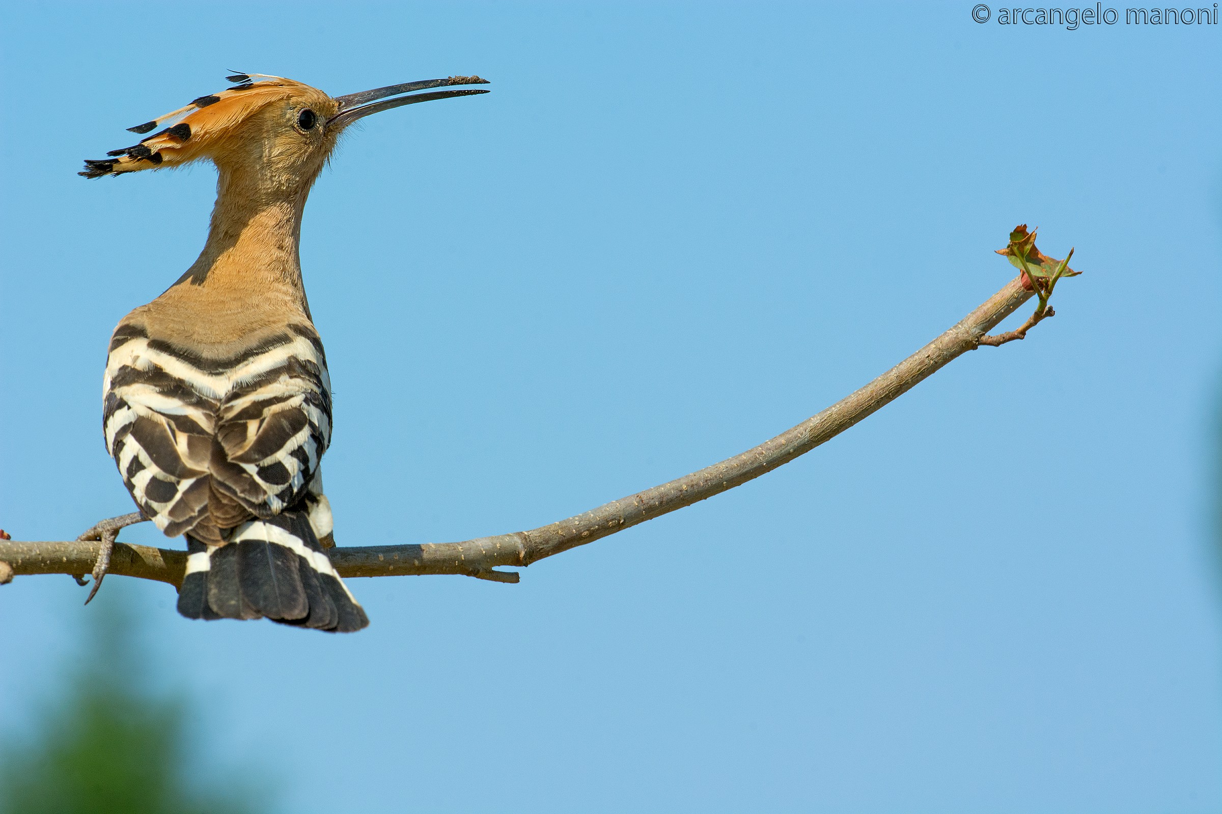 Il richiamo dell'Upupa